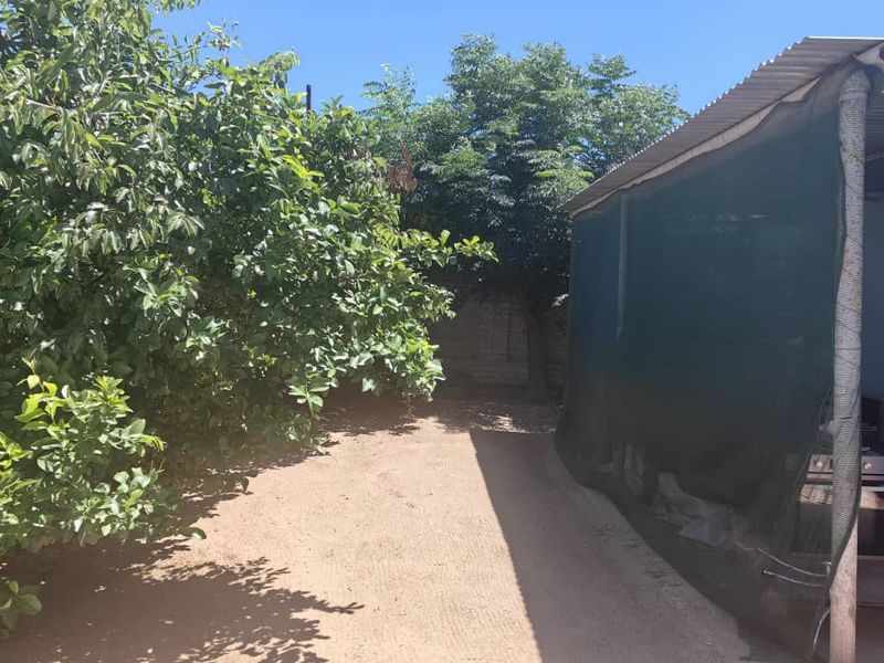 A backyard area featuring a dirt ground surface, mature trees, and a basic structure enclosed with shade cloth and a corrugated metal roof.