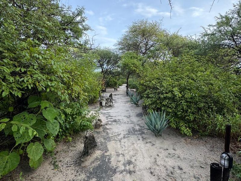 A natural sandy pathway winding through established trees and shrubs on the farm property.