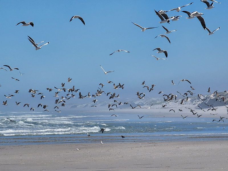A scenic view of the coastline featuring sandy beach, ocean waves, and a flock of seagulls in flight.