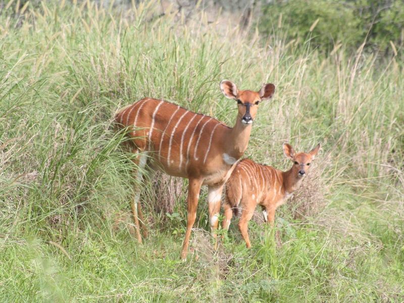 A view of the natural landscape and wildlife on the farm property.