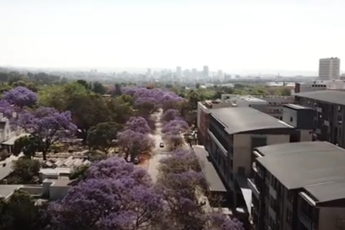 An aerial view of a suburban street lined with blooming jacaranda trees, showing surrounding apartment buildings and a distant city skyline.