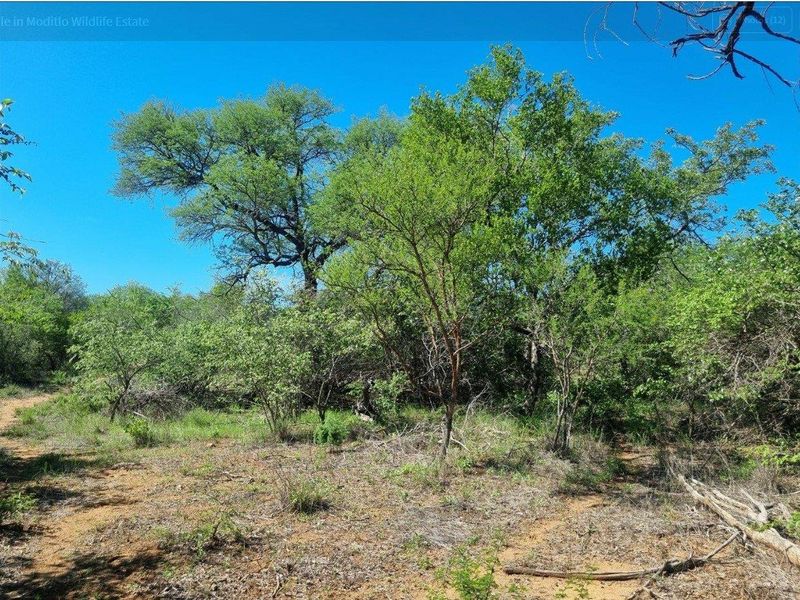 Prime Location in Big 4 Game Reserve!! - Photo 10