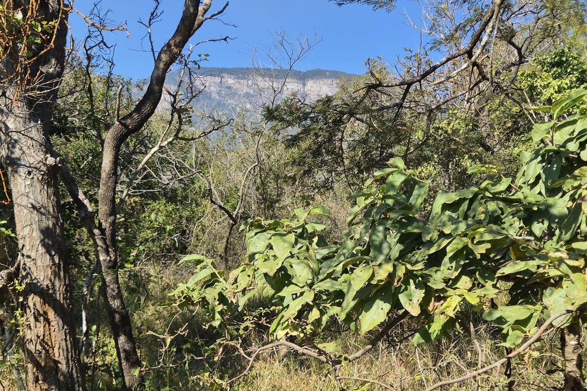 A scenic view of the surrounding mountain landscape, featuring natural indigenous vegetation and trees on the vacant residential property.
