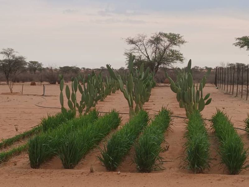 3326HA FARM GOCHAS (FOR SALE) BARGAIN - Photo 2