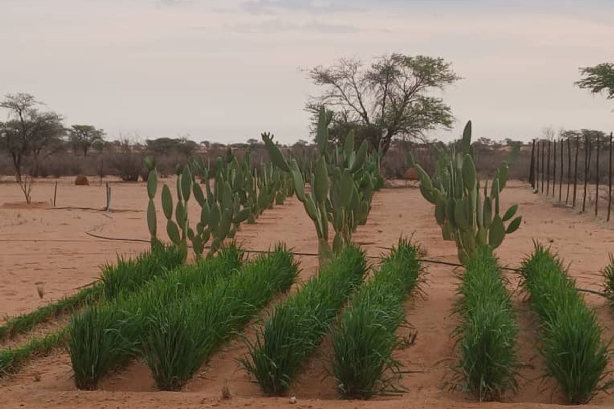 3326HA FARM GOCHAS (FOR SALE) BARGAIN - Photo 2