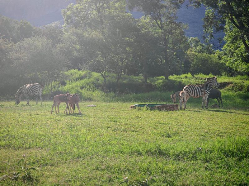 Vacant Stand in Sharalumbi Wildlife Estate - Photo 3