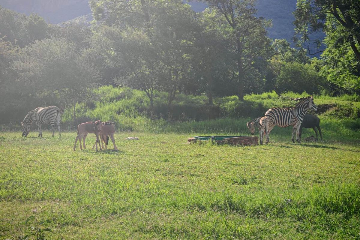 Vacant Stand in Sharalumbi Wildlife Estate - Photo 3