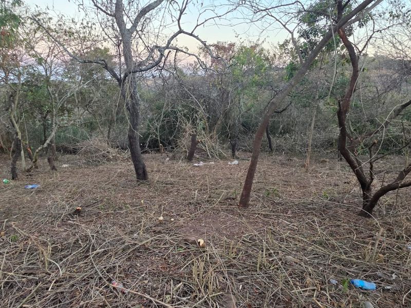 A view of a sloped, undeveloped residential plot featuring mature native trees and natural ground cover.