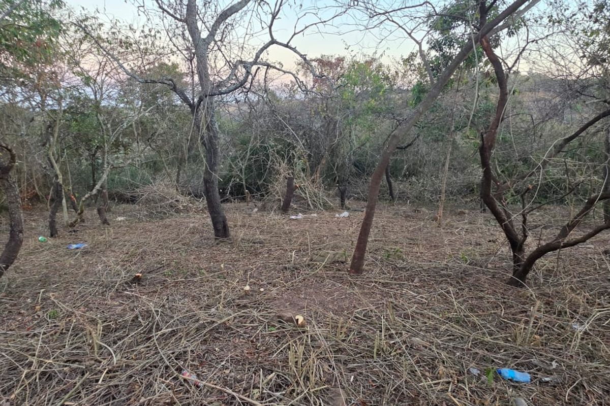 A view of a sloped, undeveloped residential plot featuring mature native trees and natural ground cover.