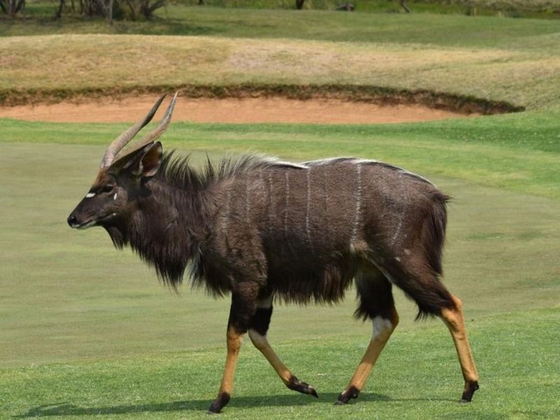 STANDS AVAILABLE AT KORO CREEK BUSHVELD ESTATE - Photo 8