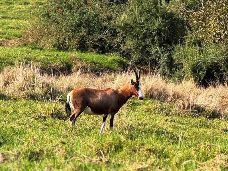 Magnificent 5-Bedroom Thatched Villa in Phezulu Safari Estate - Photo 10