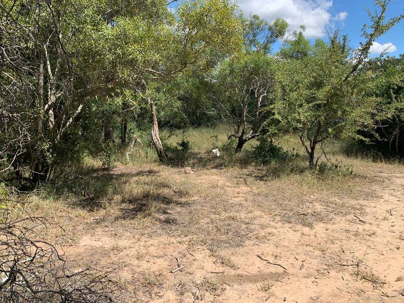 Welcome to the South African bushveld!   Lovely vacant riverbed stand for sale! - Photo 10
