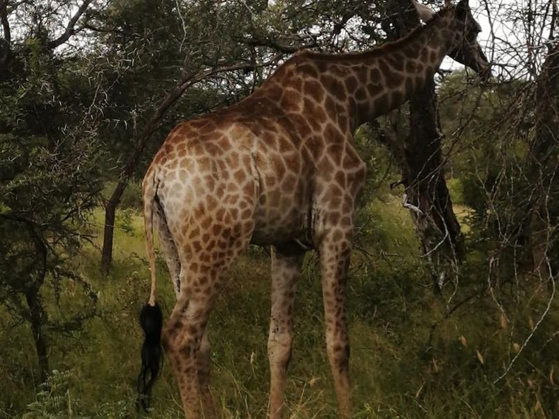 Build your dream retirement in the bushveld - Photo 3