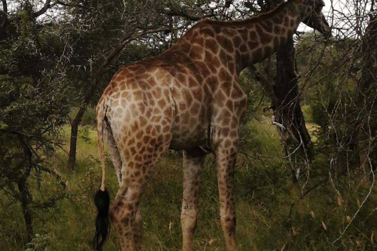 Build your dream retirement in the bushveld - Photo 3