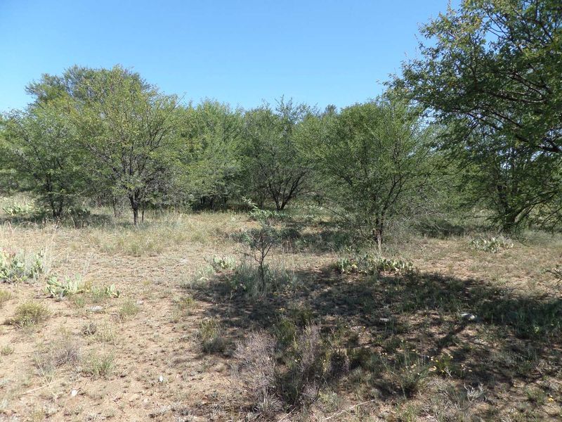 ZEBRA CROSSING - Photo 3