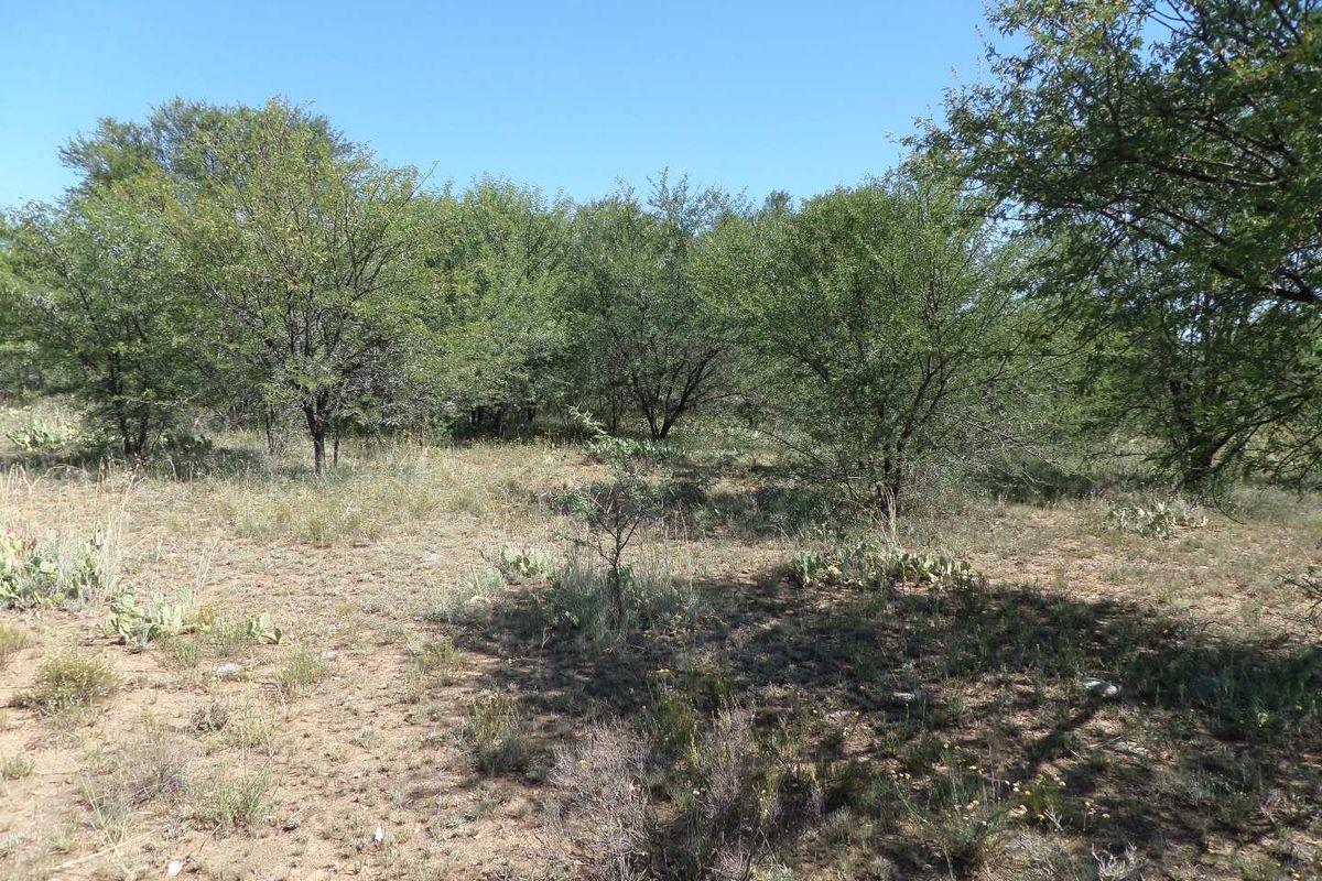 ZEBRA CROSSING - Photo 3