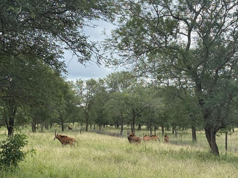 731ha Elite Game Breeding Operation | Gravelotte-Hoedspruit - Photo 8