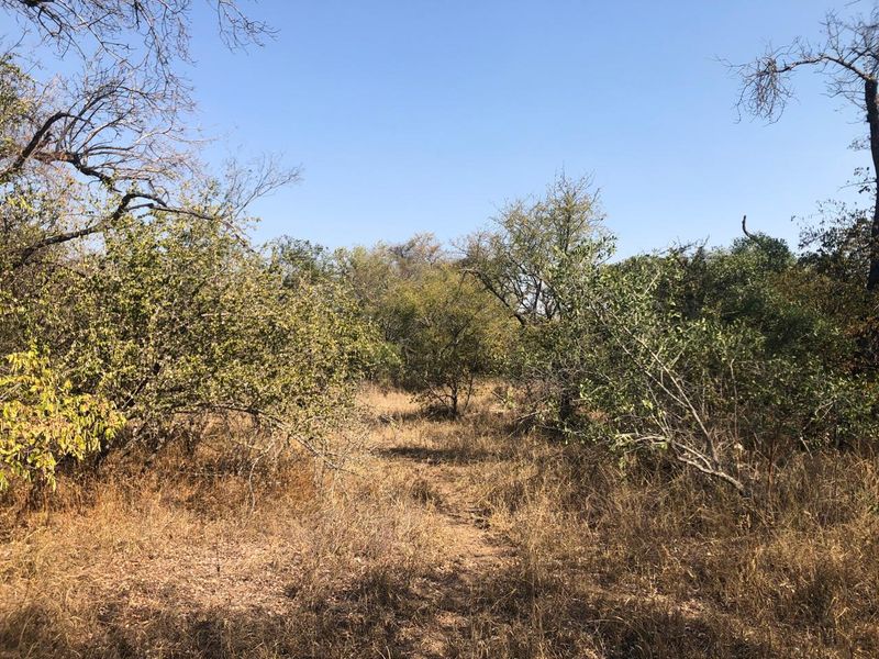 River stand on seasonal river with large indigenous trees. - Photo 4