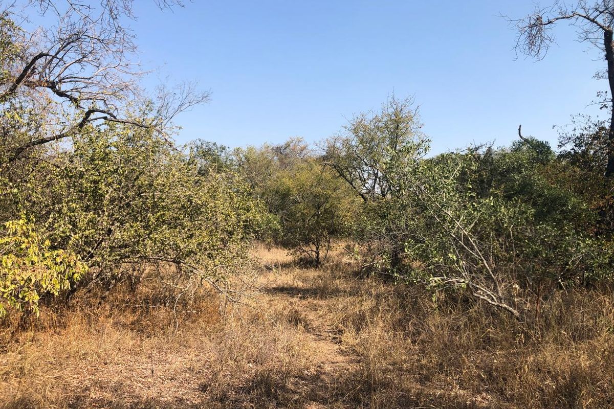 River stand on seasonal river with large indigenous trees. - Photo 4
