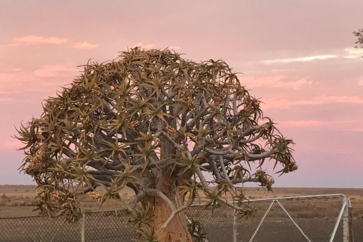 FARM FOR SALE IN KARAS REGION - Photo 3