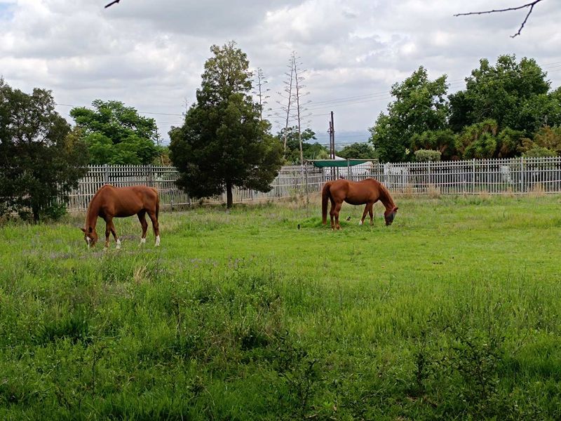 MIDRAND -  COUNTRY EQUESTRIAN ESTATE - 7 BEDROOMS - 6.5 BATHROOMS - Photo 9