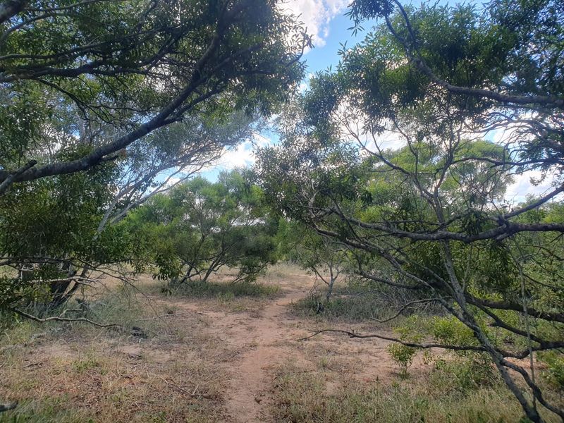 Welcome to the South African bushveld!   Lovely vacant riverbed stand for sale! - Photo 6