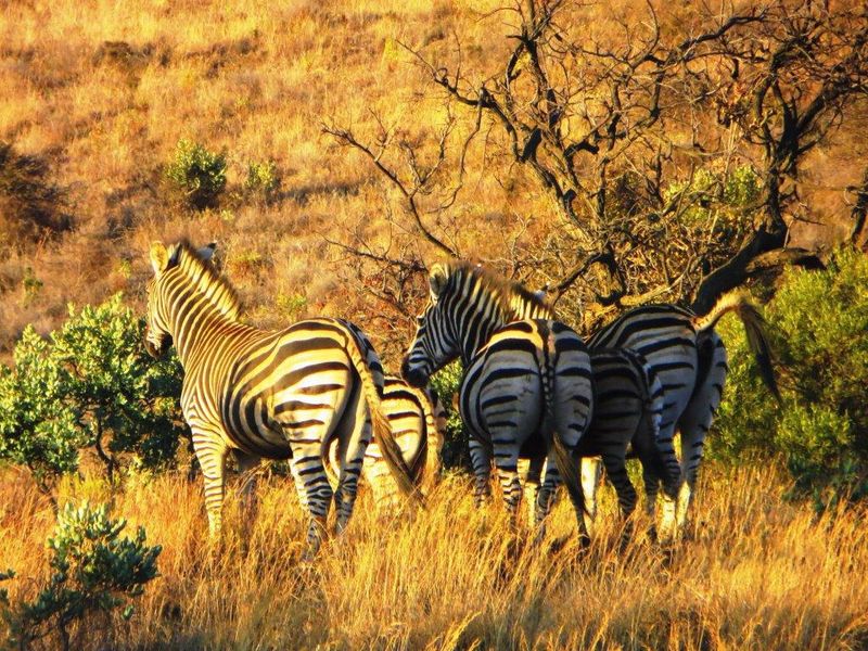 STUNNING GAME FARM FOR SALE IN OHRIGSTAD, LIMPOPO - Photo 3