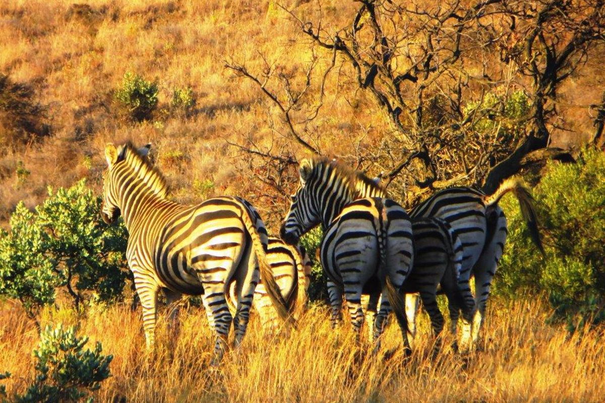 STUNNING GAME FARM FOR SALE IN OHRIGSTAD, LIMPOPO - Photo 3