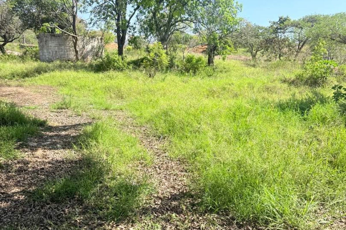 A view of a vacant residential plot featuring mature trees, natural grassland, and a partial concrete block boundary wall.
