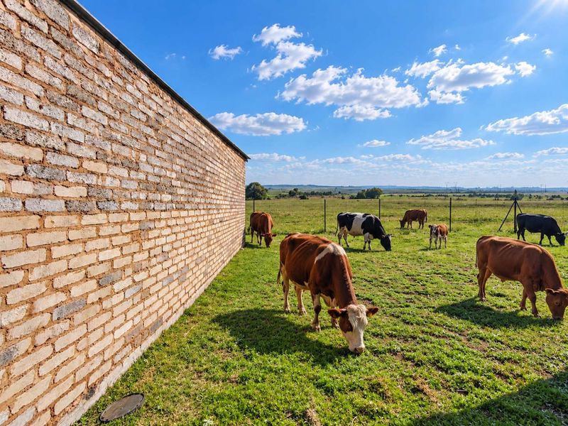 A view of the farm property featuring a long brick wall bordering a grassy pasture with grazing cattle under a clear blue sky.