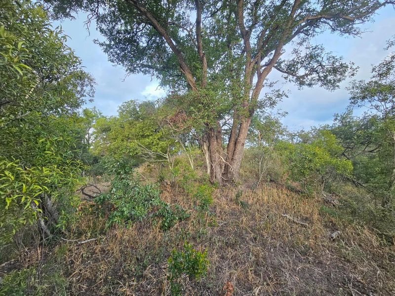 Vacant Land in MODITLO NATURE RESERVE - Photo 10