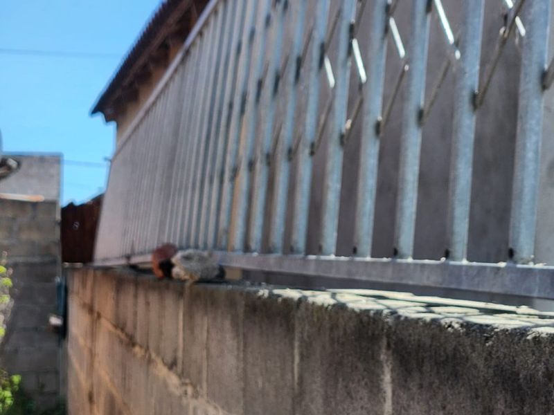 A view of the property's rear boundary featuring a concrete block wall topped with a metal security fence and tiled roof eaves.