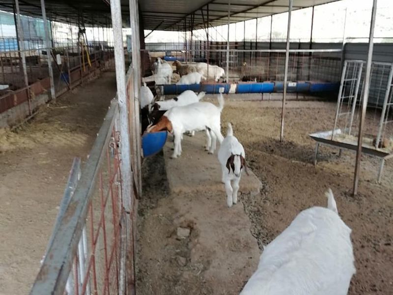 Usakos: Smallholding with Intensive Sheep Farming Unit - Photo 8