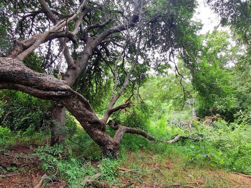 A view of the natural, undeveloped residential land featuring mature trees and dense native vegetation.