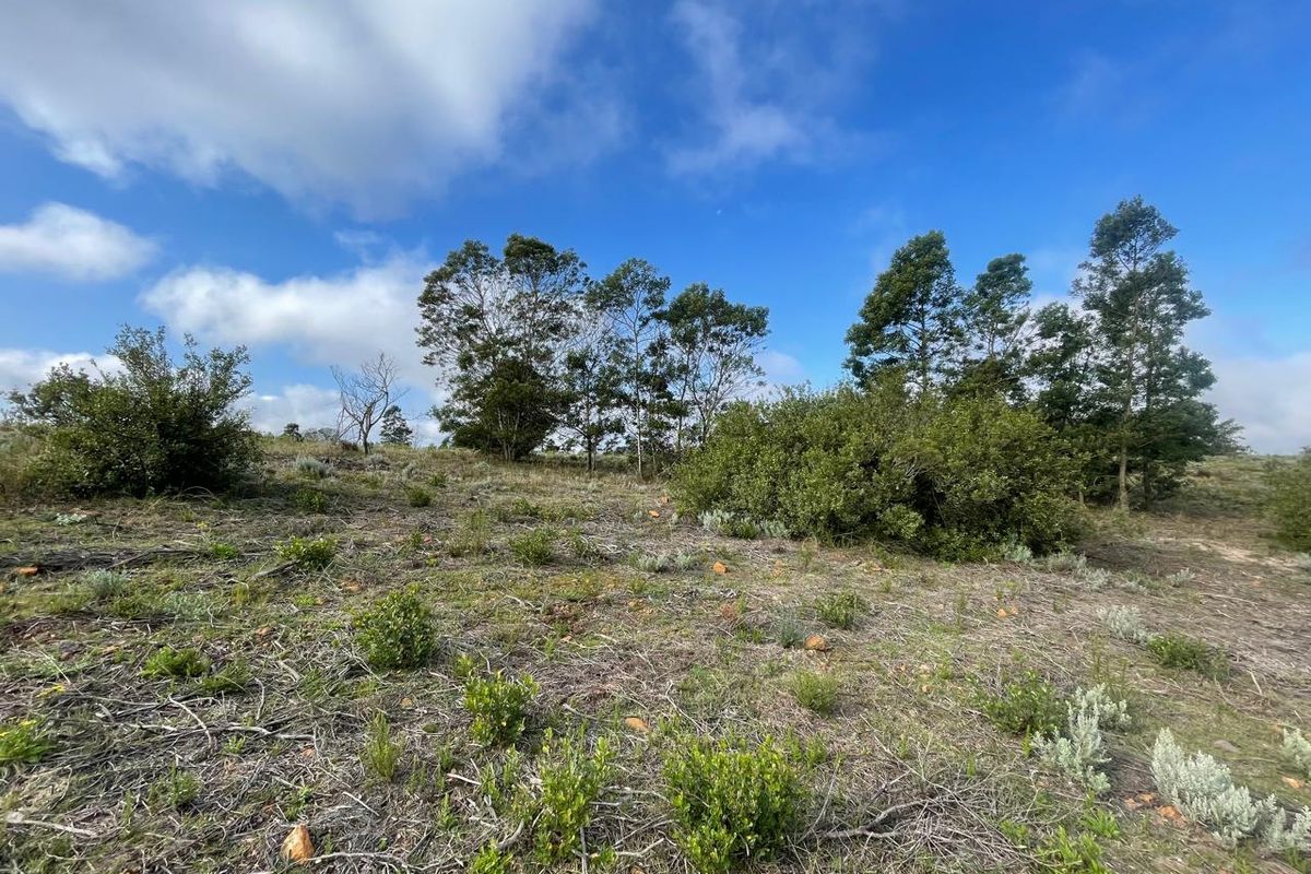 A view of the vacant residential land featuring natural vegetation and mature trees under a clear blue sky.