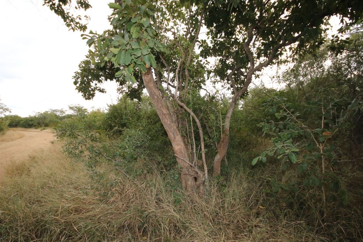 Vacant Land in MODITLO NATURE RESERVE - Photo 3