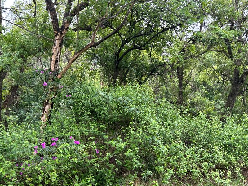 Exclusive Mandate: Stunning Prime Farm with Idyllic River Frontage Just a Stone's Throw from Tzaneen - Photo 5