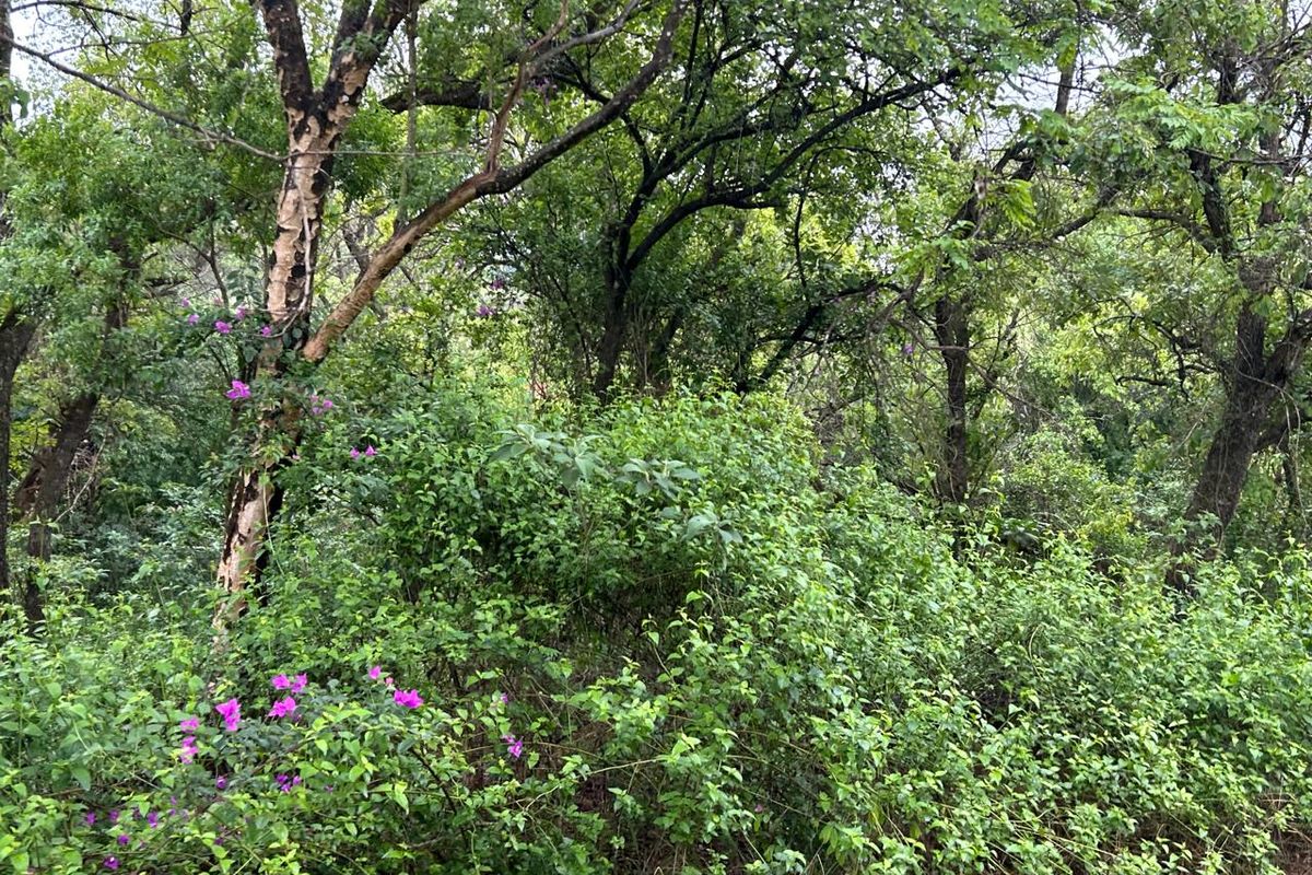 Exclusive Mandate: Stunning Prime Farm with Idyllic River Frontage Just a Stone's Throw from Tzaneen - Photo 5