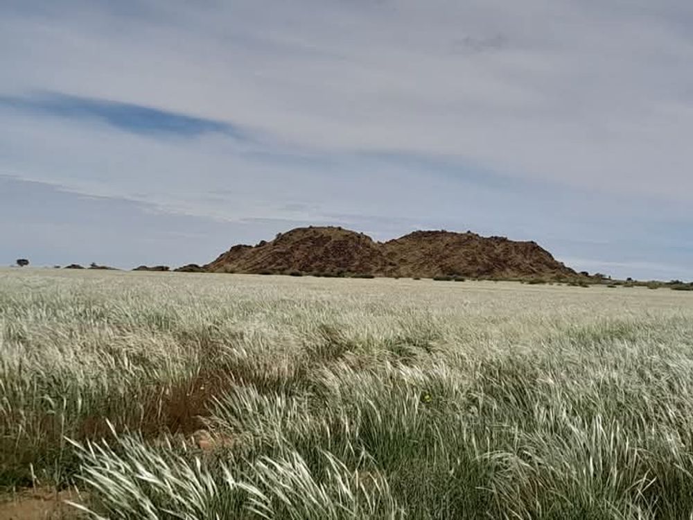 View of the field after the rain. 