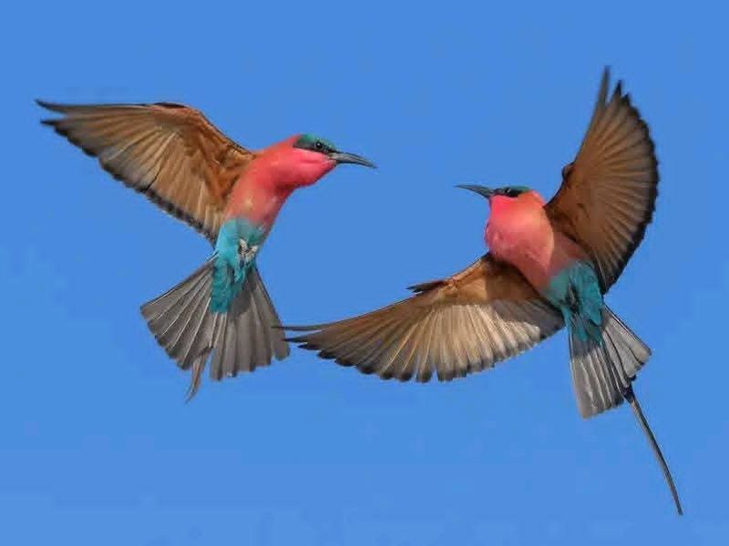 A photograph of two birds in flight against a blue sky, which does not depict any property features or real estate assets.