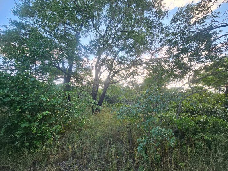 Vacant Land in MODITLO NATURE RESERVE - Photo 6