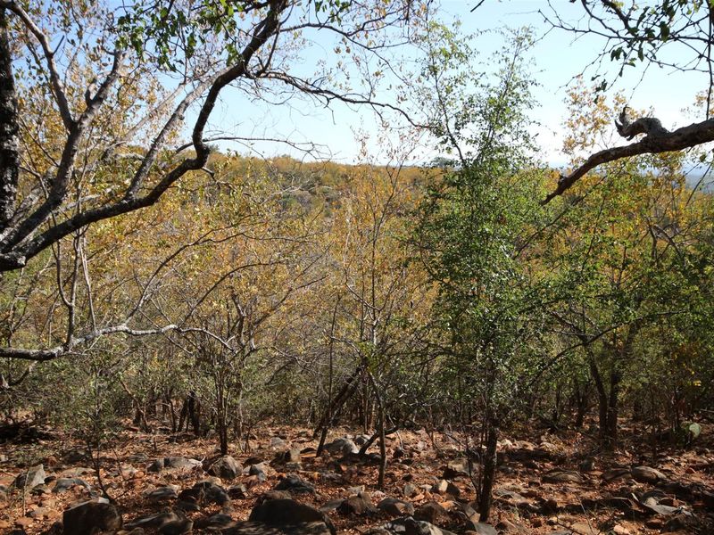 A natural landscape view featuring dense native vegetation and rocky terrain, characteristic of undeveloped residential land.