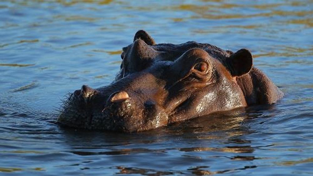 Hippo in Lake 2