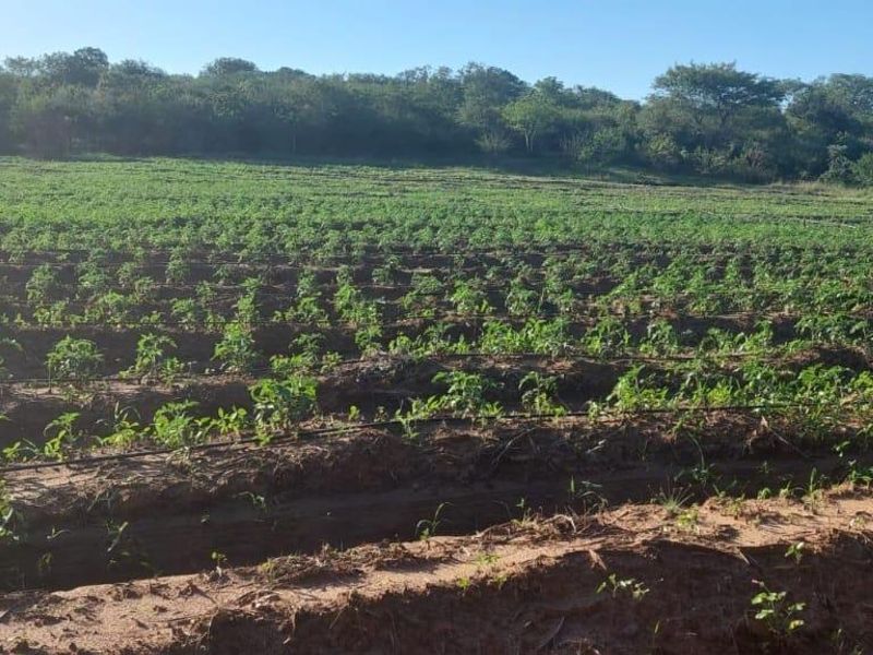 13 Hectares Farm for sale at Mangondi Ha Jimkone - Photo 4