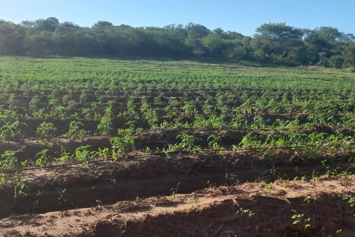 13 Hectares Farm for sale at Mangondi Ha Jimkone - Photo 4