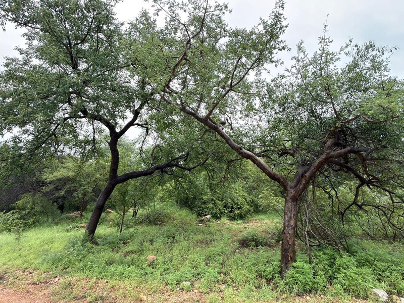 Beautiful stand in Elephant Eco Estate - Photo 6