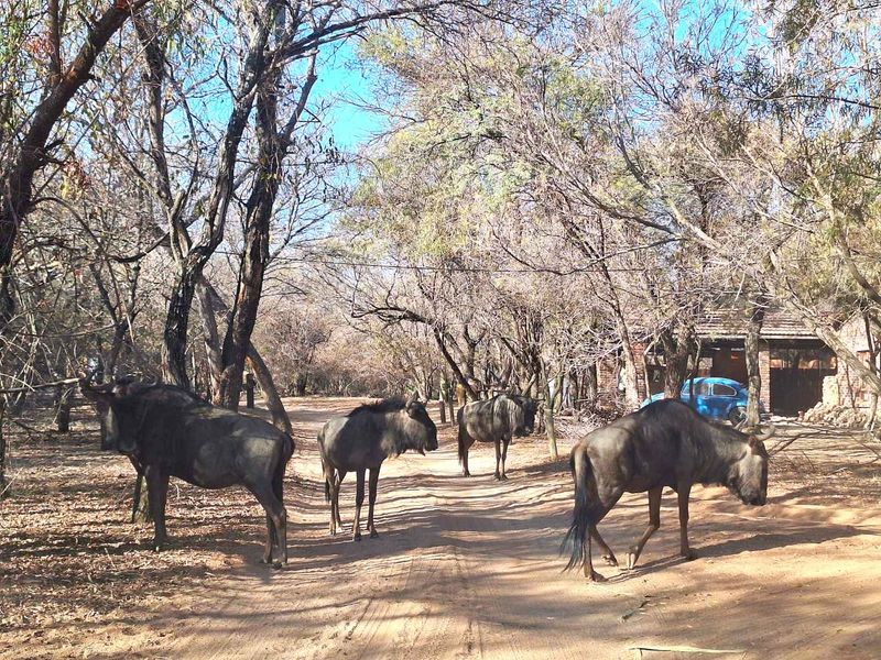 Leeupoort: Secure, Scenic, and Serene - 400m2 stand Awaits - Photo 8