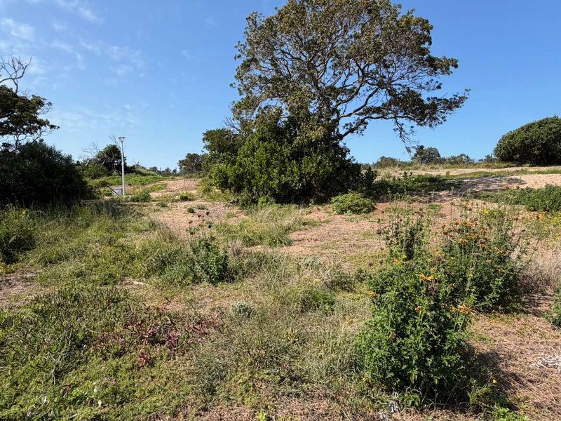 A view of a vacant residential plot featuring natural vegetation, mature trees, and an existing street light fixture.