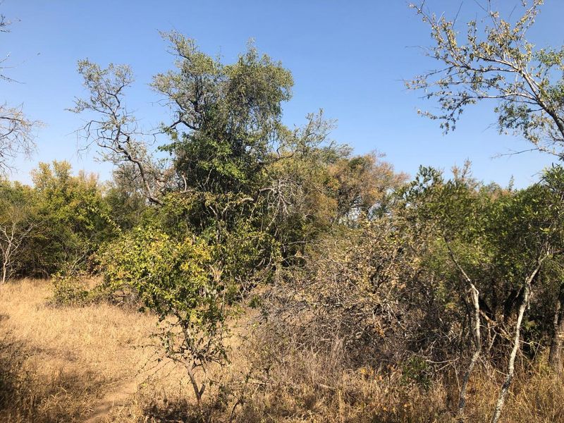 River stand on seasonal river with large indigenous trees. - Photo 5