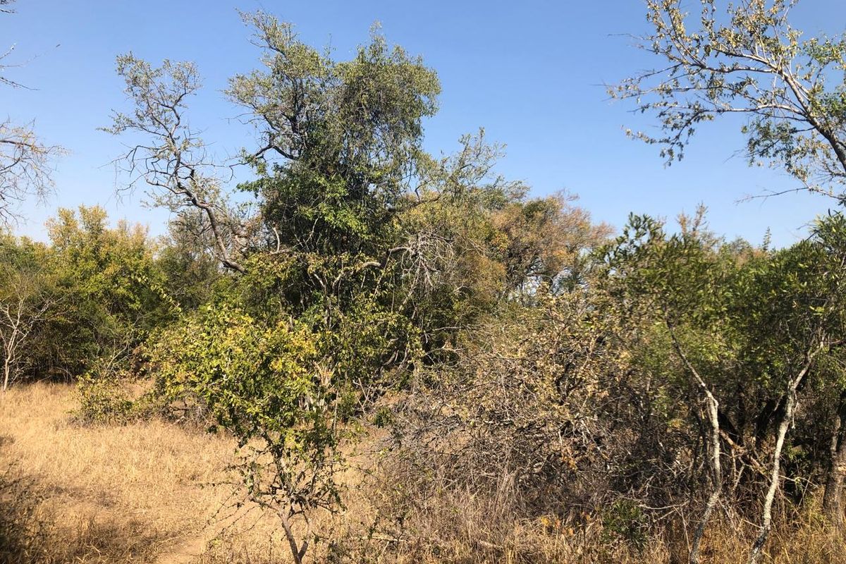 River stand on seasonal river with large indigenous trees. - Photo 5